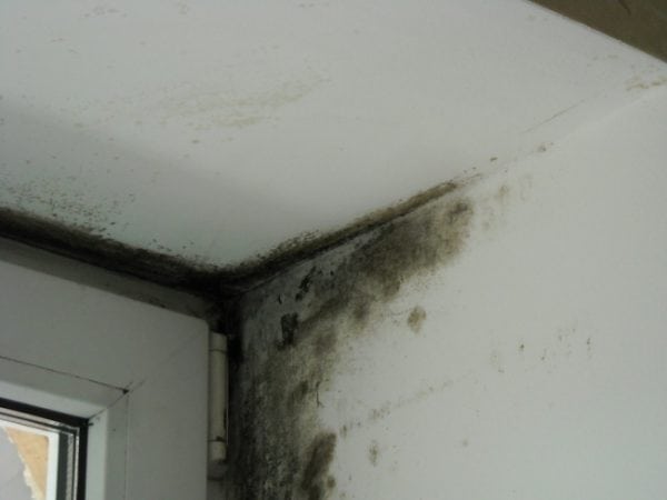 La aparición del hongo puede ser causada por una protección insuficiente de las paredes contra el frío.