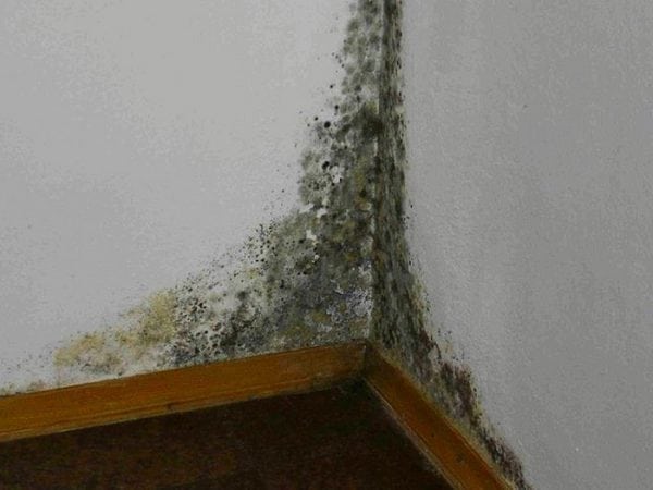 Svampens udseende på væggene kan føre til luftvejssygdomme.
