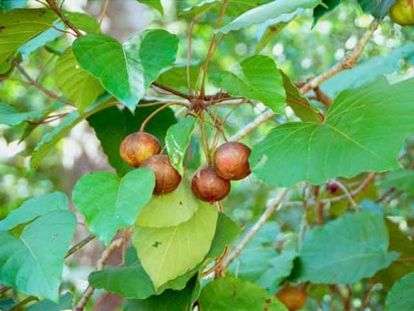 Frutos de árbol de tung para aceite