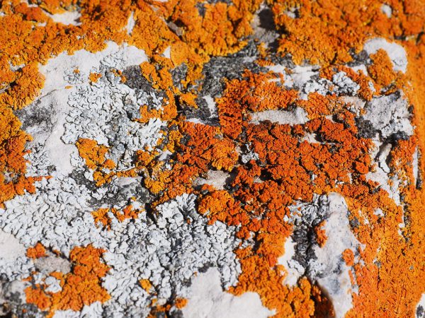 La pintura de cirera es pot obtenir a partir de liquen de color taronja