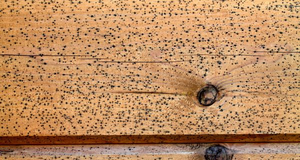It is especially difficult to remove fungus and mold from wooden walls.