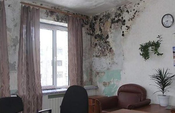 Skimmelsvamp vises normalt på væggene på grund af høj luftfugtighed