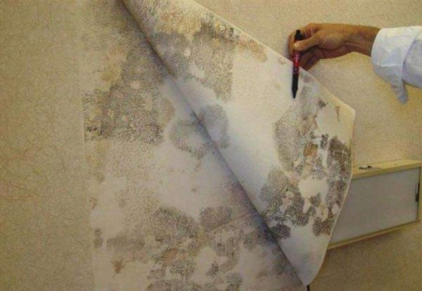 Removing fungus-affected wallpapers