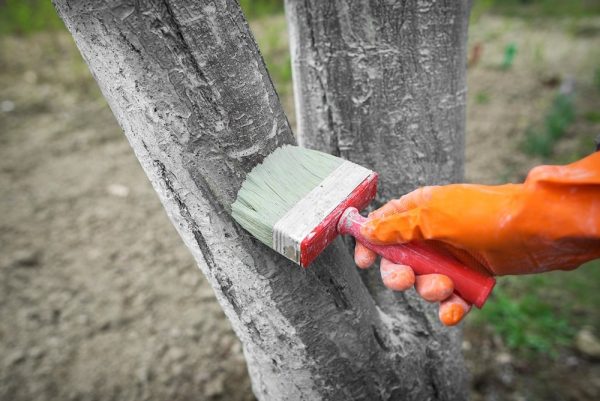 Kalk schützt Bäume vor Schädlingen