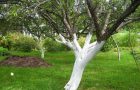 Slikanje debla stabala jabuka