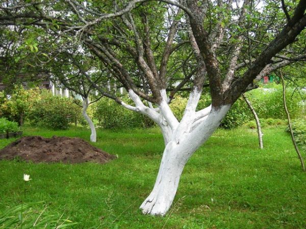 Maling av trær av epletrær