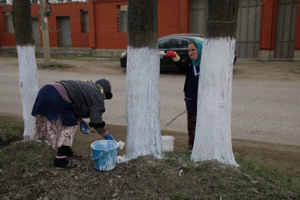 Whitewashing of trees on a clean-up day