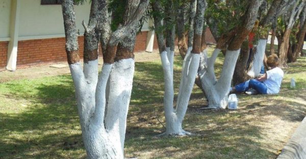 ต้นไม้เท่านั้นที่สามารถขาว