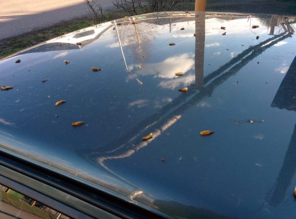 Poplarknoppar lämnar svåra spår på bilfärg