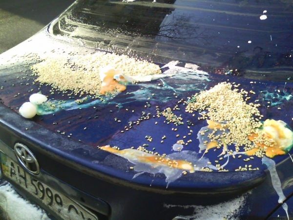 Broken chicken eggs on the hood of a car