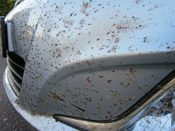 Kukaiņu pēdas uz automašīnas
