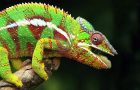 Pigment chameleon