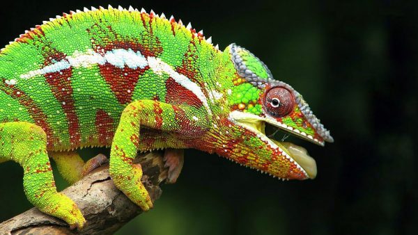 Pigmentti kameleontti