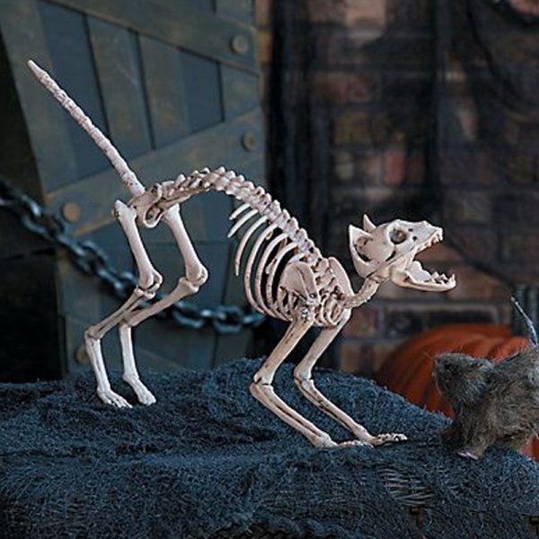 Esquelet de gat en decoració d’interiors