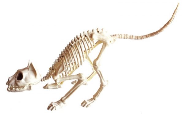 Cat skeleton