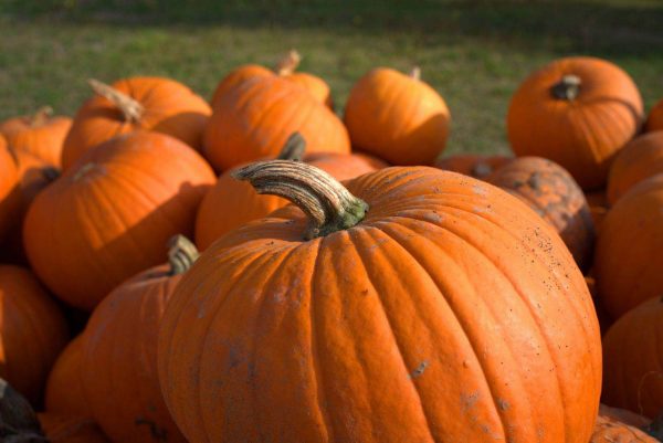 For use in decorative purposes, you need to choose a pumpkin with a stalk