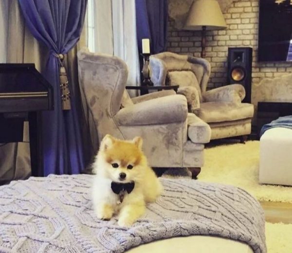 Preshyakov’un evindeki yatakta Pooh Spitz köpeği