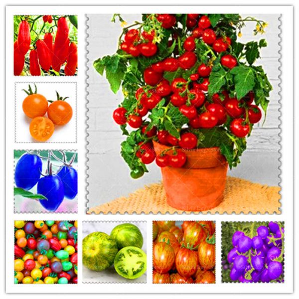 Multi-colored tomatoes
